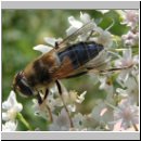 Eristalis pertinax - Gemeine Keilfleckschwebfliege w01.jpg